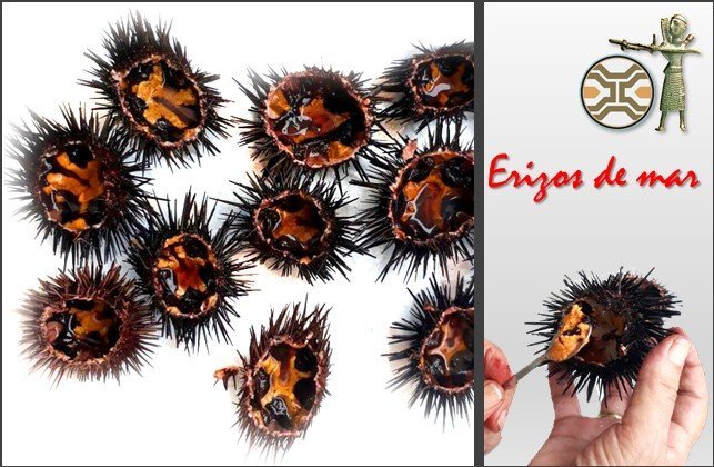 erizos-composicion-con-marco